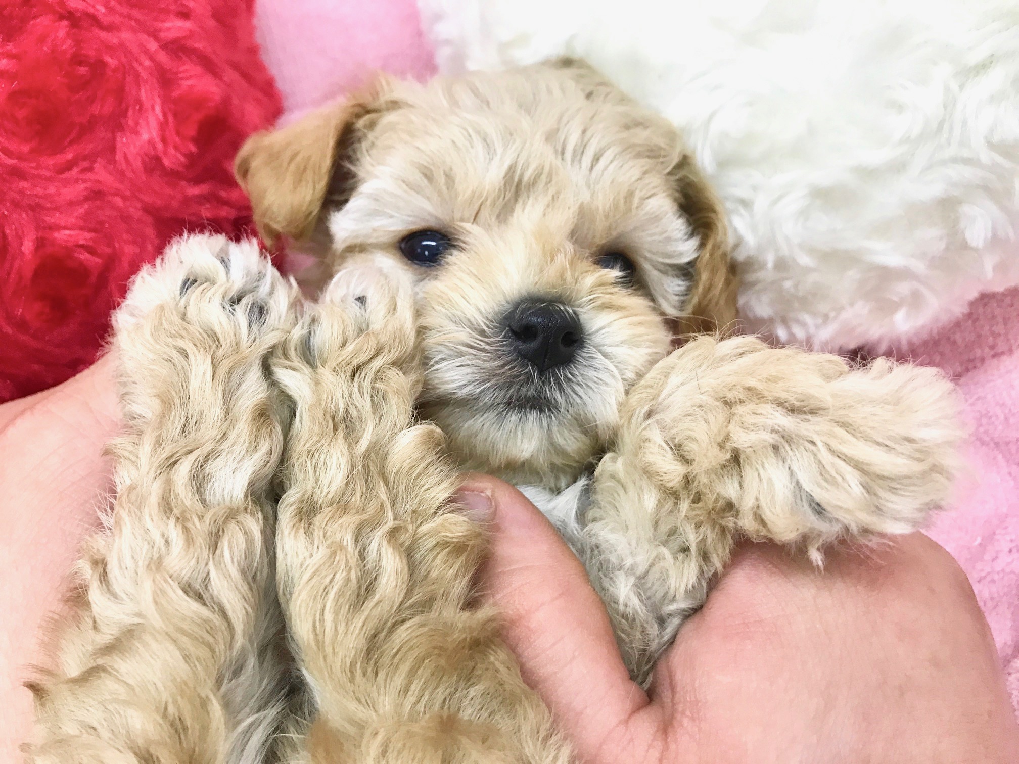 チワワ×トイ・プードル（MIX）】大人気MIXのワンコ！バニラ系